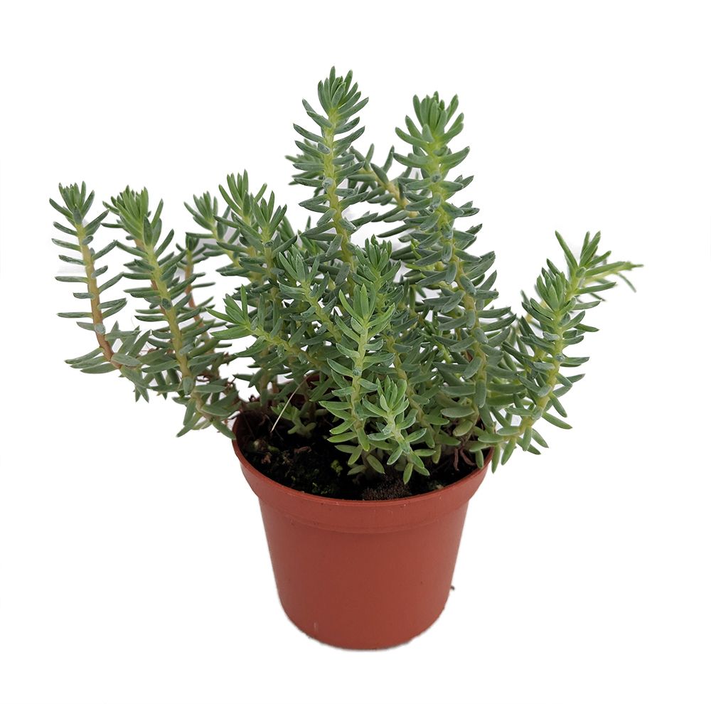 Sedum Forsterianum Elegans
