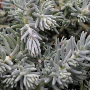 Sedum Reflexum Elegans