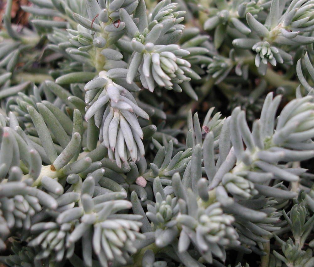Sedum Reflexum Elegans