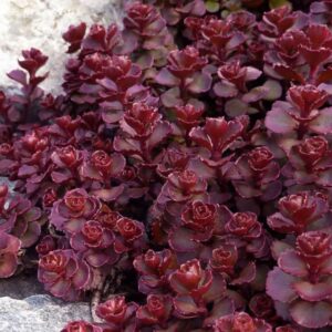 sedum spurium voodoo