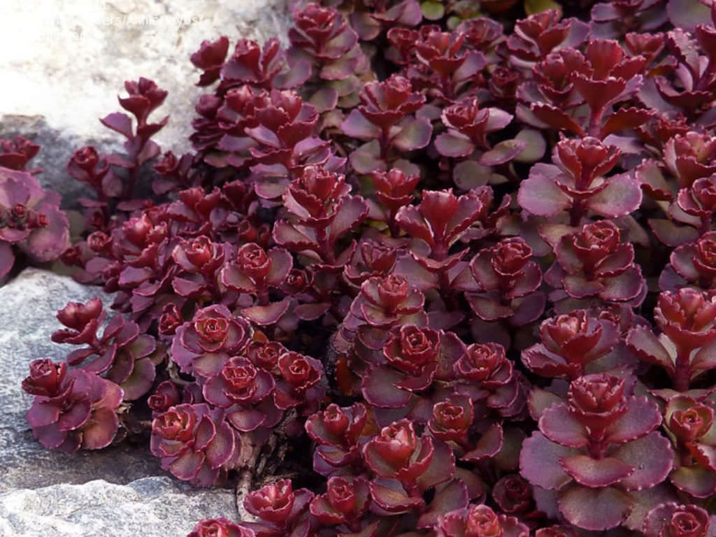 sedum spurium voodoo