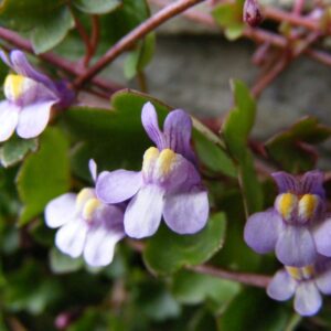 Cymbalaria Muralis