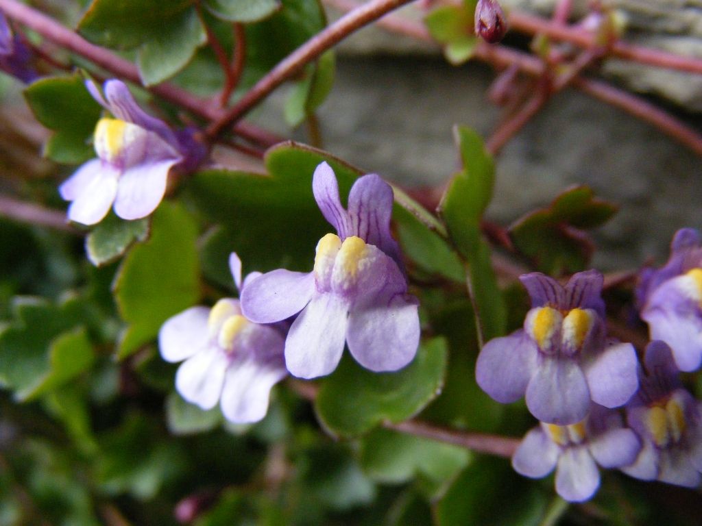 Cymbalaria Muralis