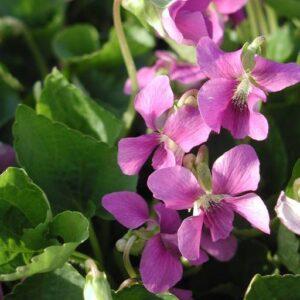 Viola Sororia Rubra