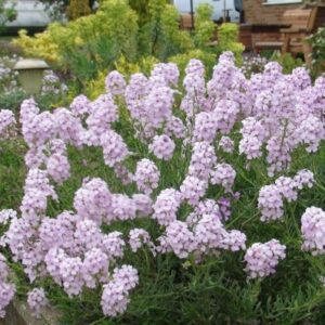 Aethionema Cordifolium