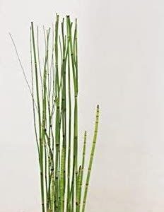 Equisetum Japonicum