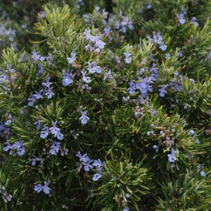 Rosmarino officinale "Rosmarinus officinalis"