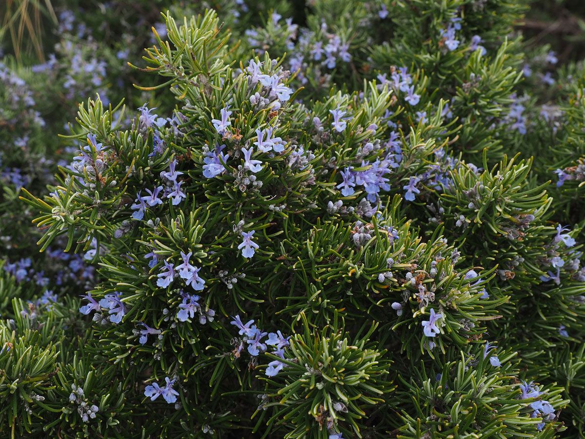 Rosmarino officinale "Rosmarinus officinalis"