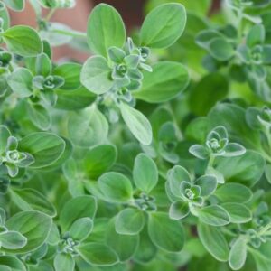 Maggiorana "Origanum Majorana"