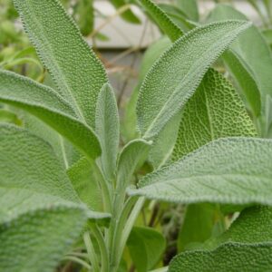 Salvia officinalis
