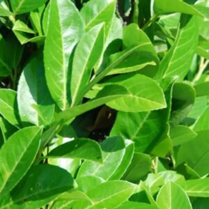 Lauro ceraso "Prunus laurocerasus "