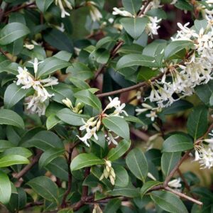 Osmanthus x Burkwoodii