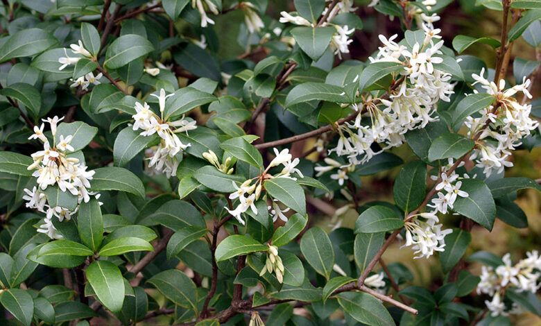 Osmanthus x Burkwoodii