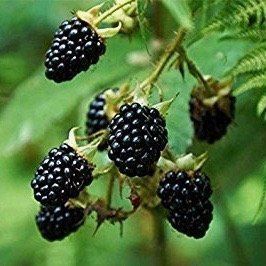 Mora Evergreen (Mora Thornless Evergreen)