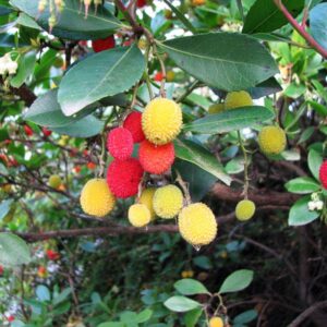 Corbezzolo "Arbutus unedo"