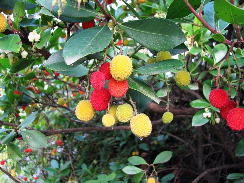 Corbezzolo "Arbutus unedo"
