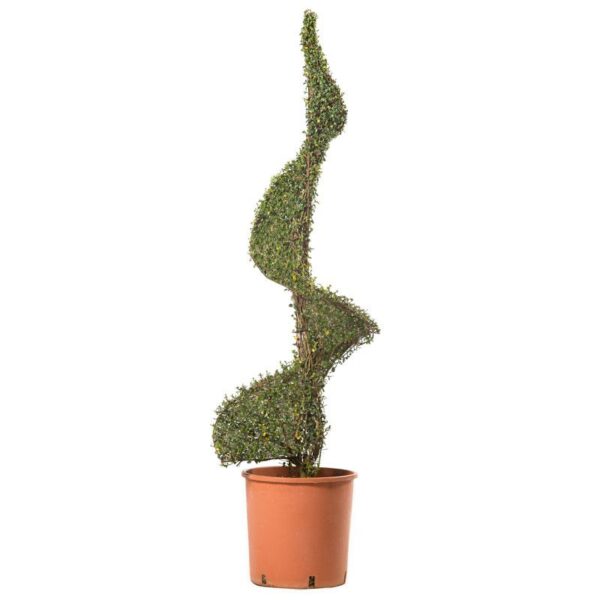 Ligustrum Jonandrum Spirale (arte topiaria)