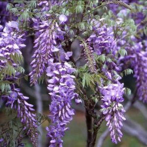 Wisteria Floribunda - Glicine