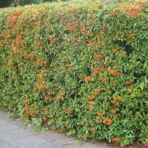 Pyracantha
