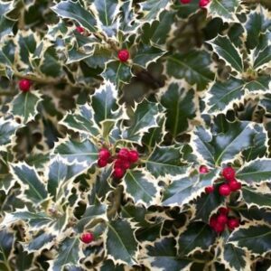 Agrifoglio Variegato - "Ilex Aquifolium Argentea Variegata"