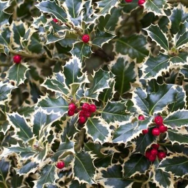 Agrifoglio Variegato - "Ilex Aquifolium Argentea Variegata"
