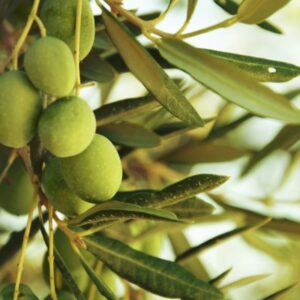 Olivo da olio "Olea Europaea"