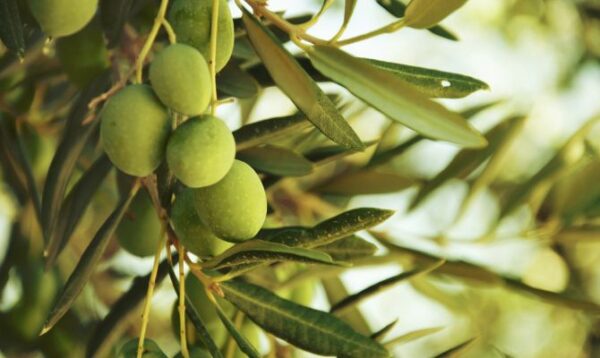 Olivo da olio  "Olea Europaea"