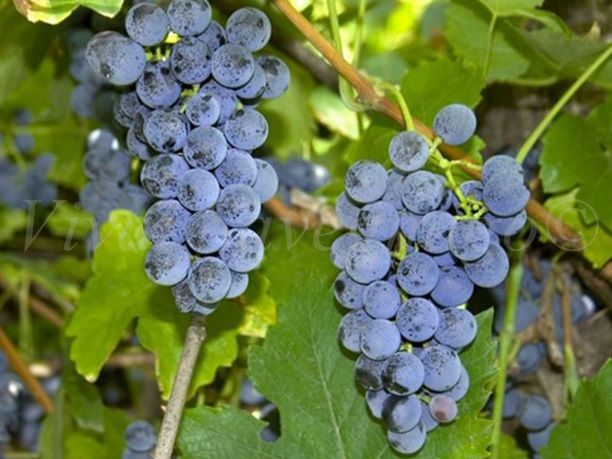 Viti barbatelle RADICE NUDA ( Vitis vinifera )