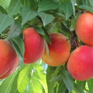 Pesco "Prunus Persica"