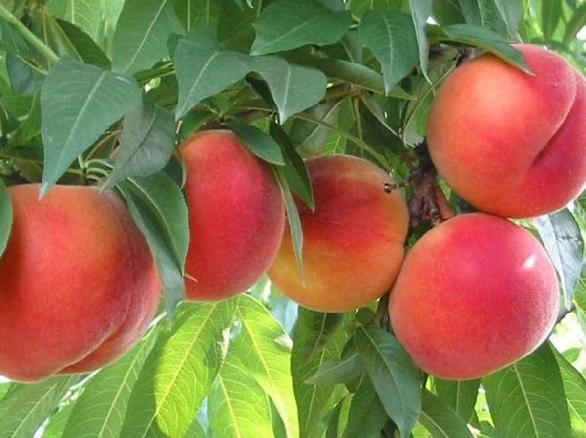 Pesco "Prunus Persica"