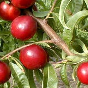 Pesco Noce o Nettarina (Prunus Persica)