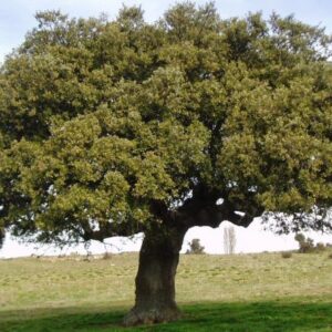 Leccio " Quercus Ilex "