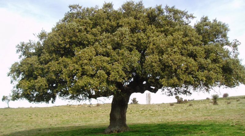Leccio " Quercus Ilex "