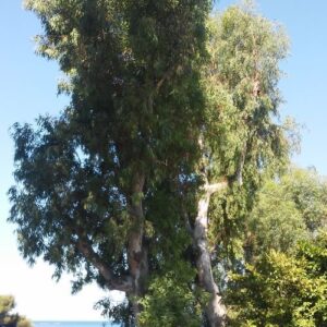 Eucalipto - "Eucalyptus camaldulensis"