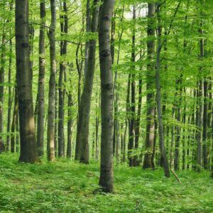 Piante forestali da rinforestazione