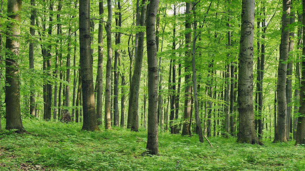 Piante forestali da rinforestazione