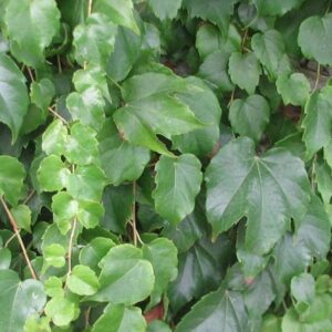 Vite Canadese (Ampelopsis Brevipedunculata)