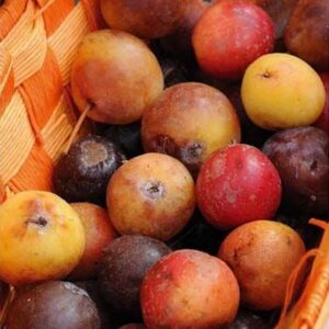 Sorbo "Sorbus Domestica"