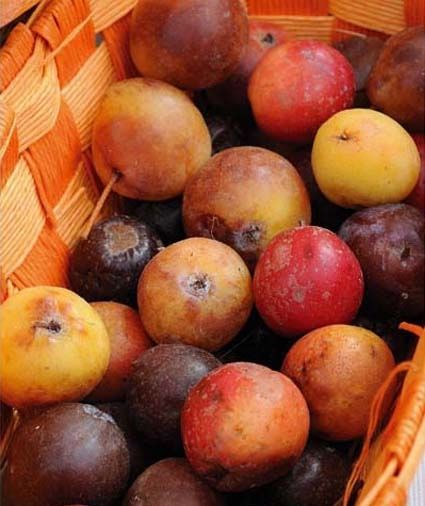 Sorbo "Sorbus Domestica"