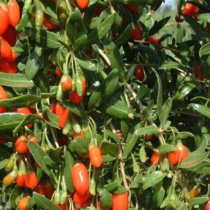 Bacca di Goji (Lycium Barbarum)