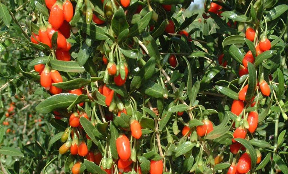 Bacca di Goji (Lycium Barbarum)