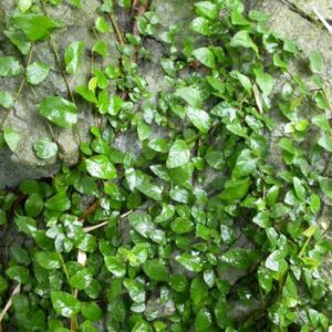 Ficus Repens - Ficus rampicante (Ficus Pumila)