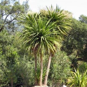 Dracena - "Cordyline Indivisa"