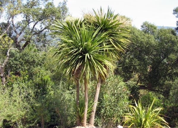 Dracena - "Cordyline Indivisa"