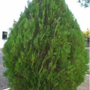 Thuja