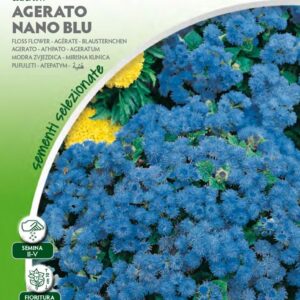 Agerato Nano Blu