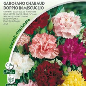 Garofano Chabaud Doppio Mix