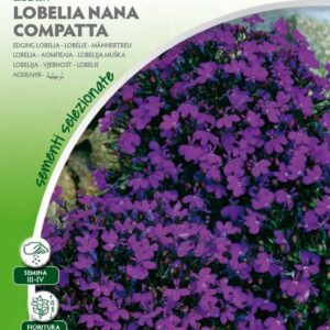 Lobelia Nana Compatta