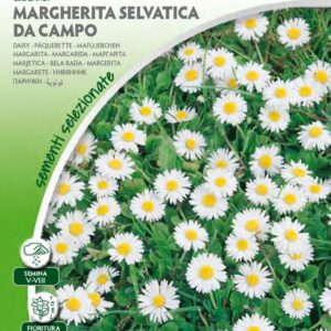 Margherita Selvatica da Campo