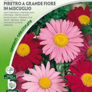 Piretro a Grande fiore Mix